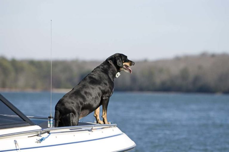 How to Get a Big Dog on a Boat