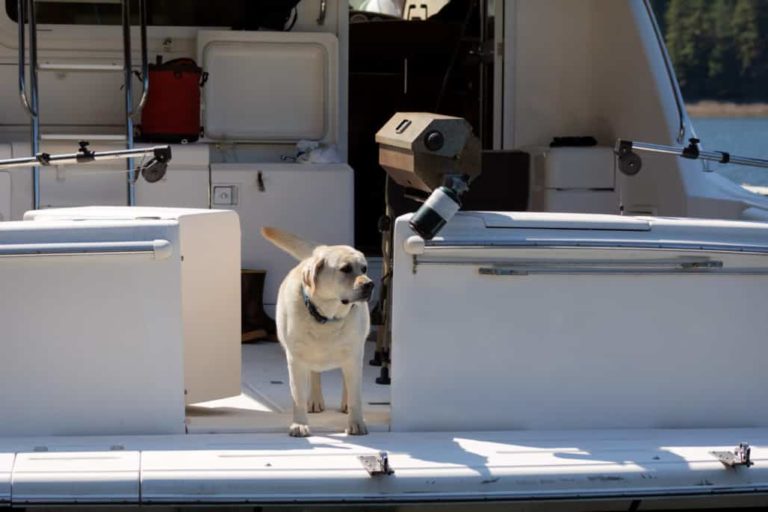 How to Keep Dog Cool on a Boat