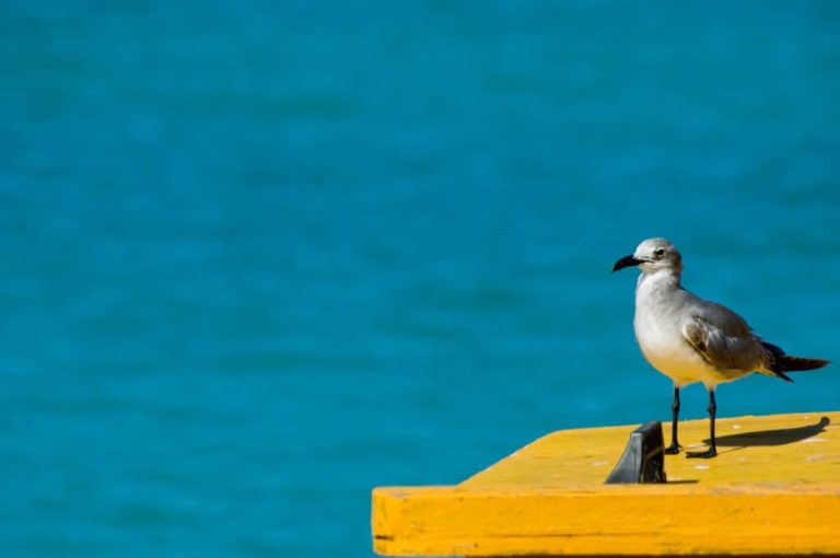 How to Keep Seagulls Off Boat Canopy Lift Covers