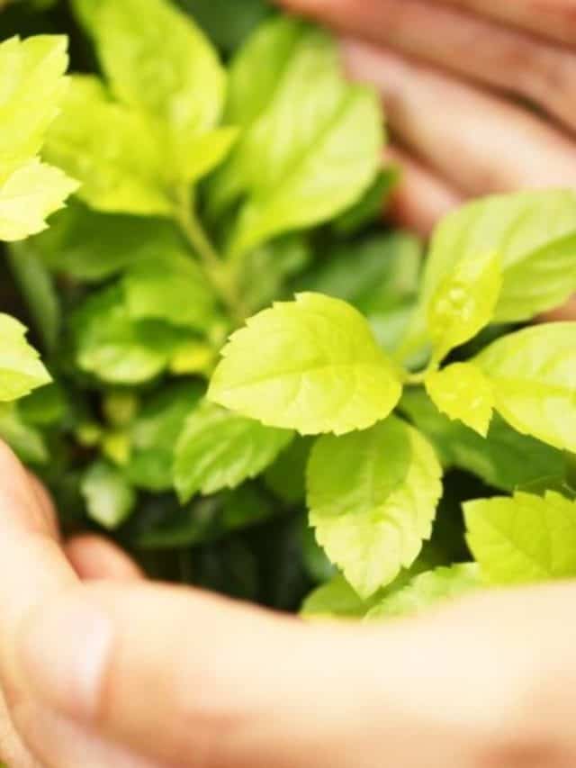 environmentally-friendly-hobbies-cover-image