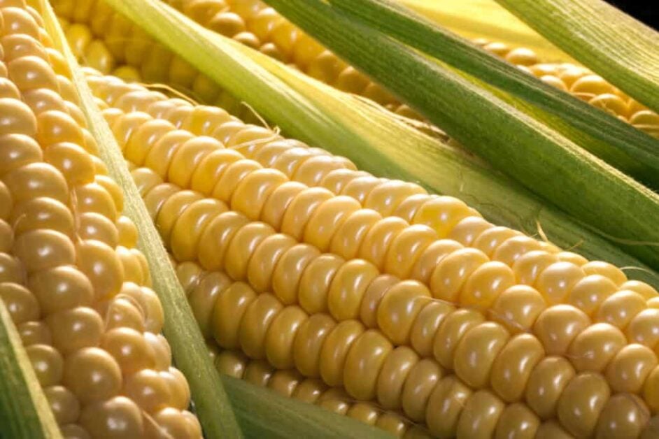 facts about corn