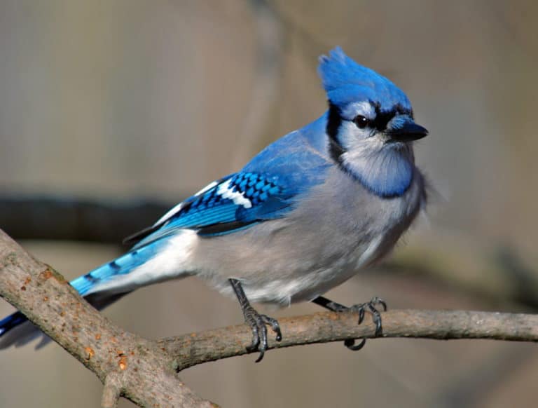 25 Brilliant Facts about Blue Jays