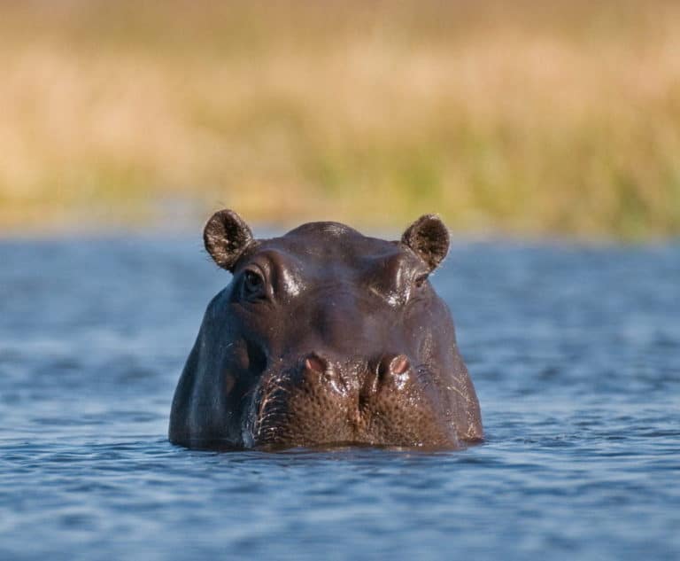 27 Fantastic Facts About Hippos