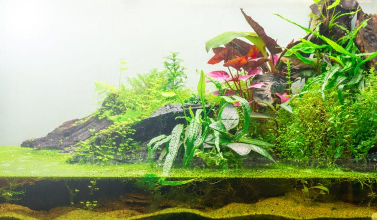 21 Plants for Closed and Open Terrariums and How to Care for Them