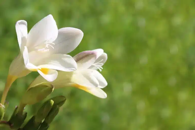 21 Types of Freesia and How to Grow Them