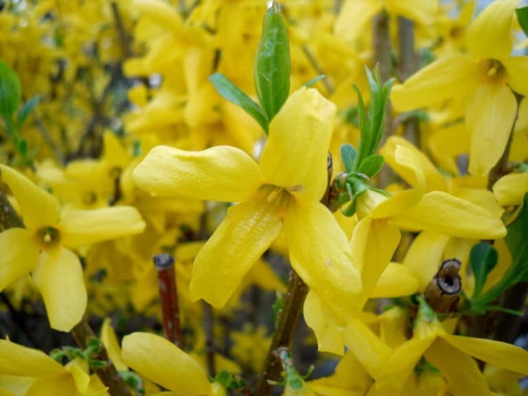 Eleven Species of Forsythia and How to Grow Them