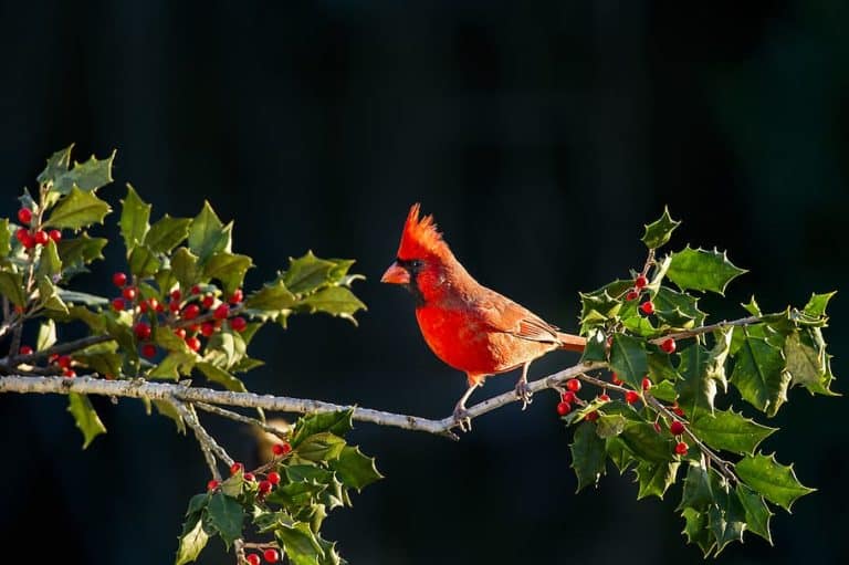 cardinal bird facts