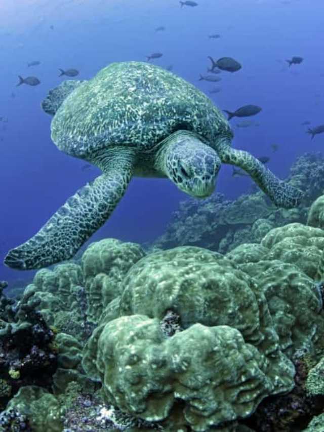 facts-about-algae-cover-image