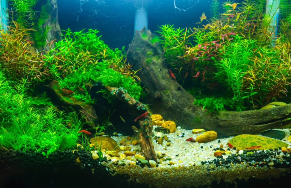23 Inspiring aquascape ideas