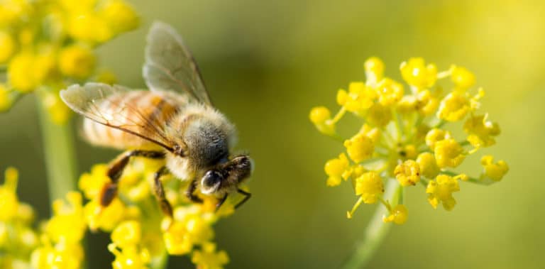 Bees vs waspsvs hornet