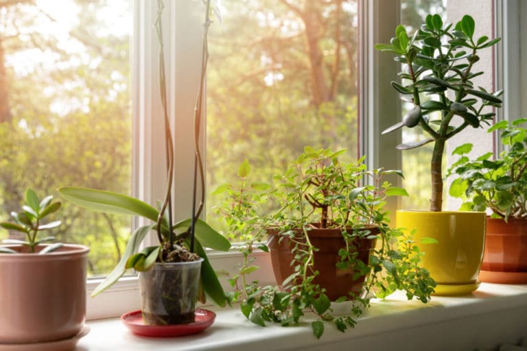 How to move indoor plants outside in the summer