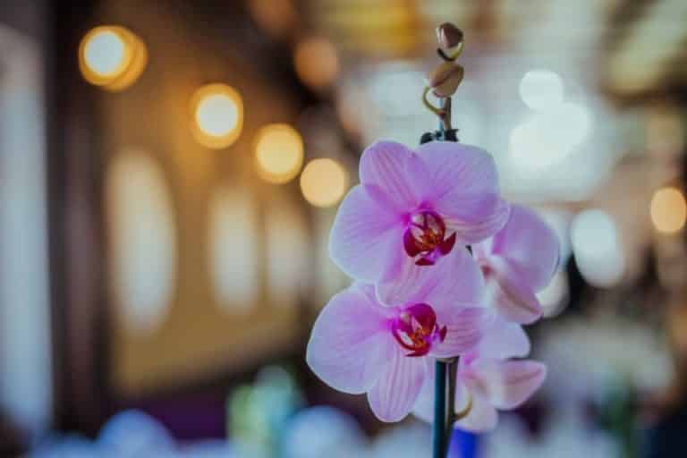 Orchid Flowers 101 How to Grow and Care for Beautiful Orchids