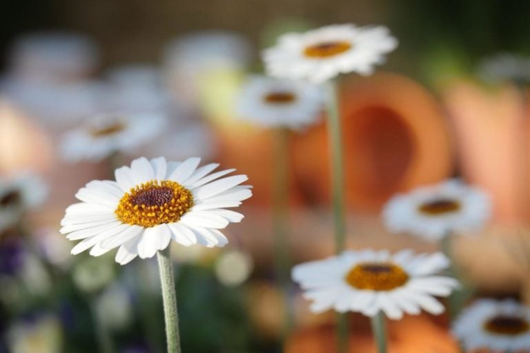 10 Best Types of Daisy and how to Grow and Care for them