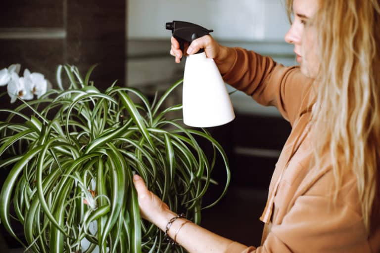 Spider Plant 101: How to Grow It & Easy Care Tips