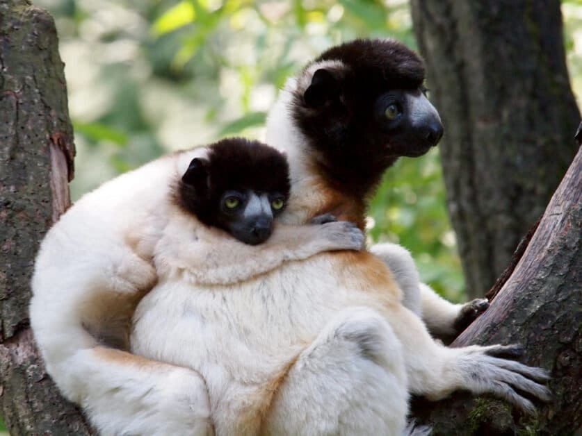 The Species That Went Extinct in 2000s