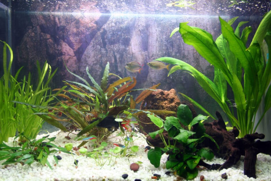 31 Best Aquarium Plants Ideas & How to Grow Aquarium Plants