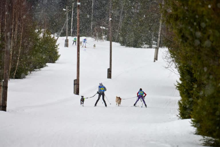 What is Skijoring