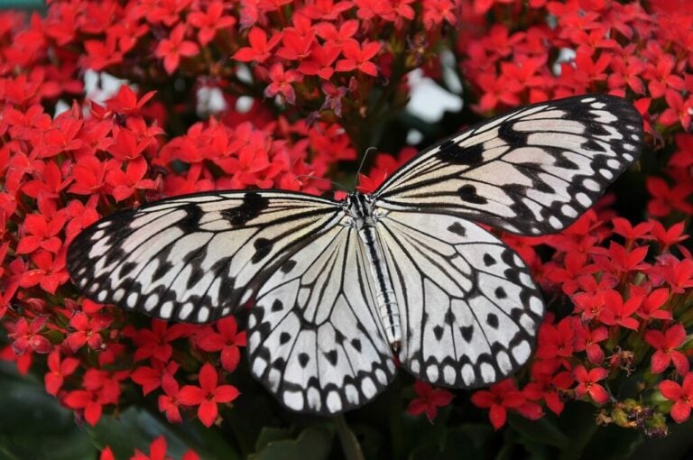 29 Wonderful Butterfly Friendly Flowers for a Great Butterfly Garden