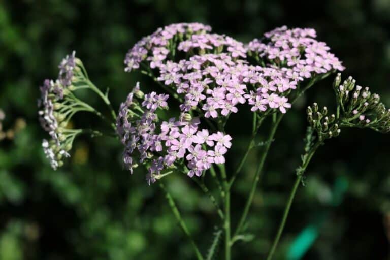 Yarrow Easy Guide XX Yarrow Flower Types & How to Grow Them