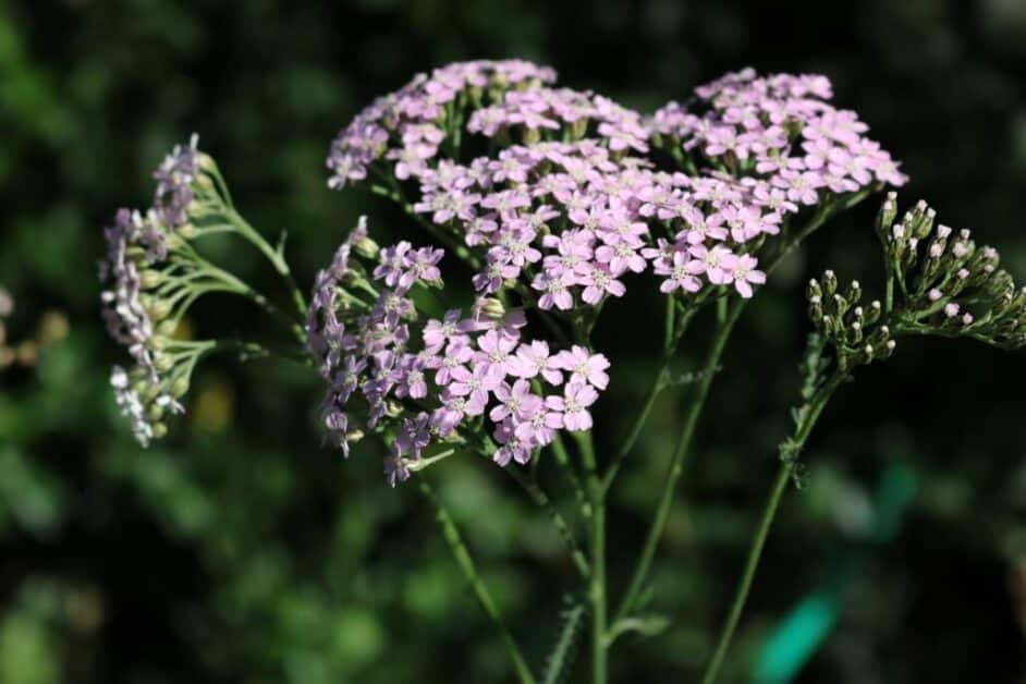 Yarrow Easy Guide XX Yarrow Flower Types & How to Grow Them