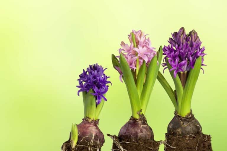 21 Best Hyacinth Types & Easy Guide on How to Grow Them