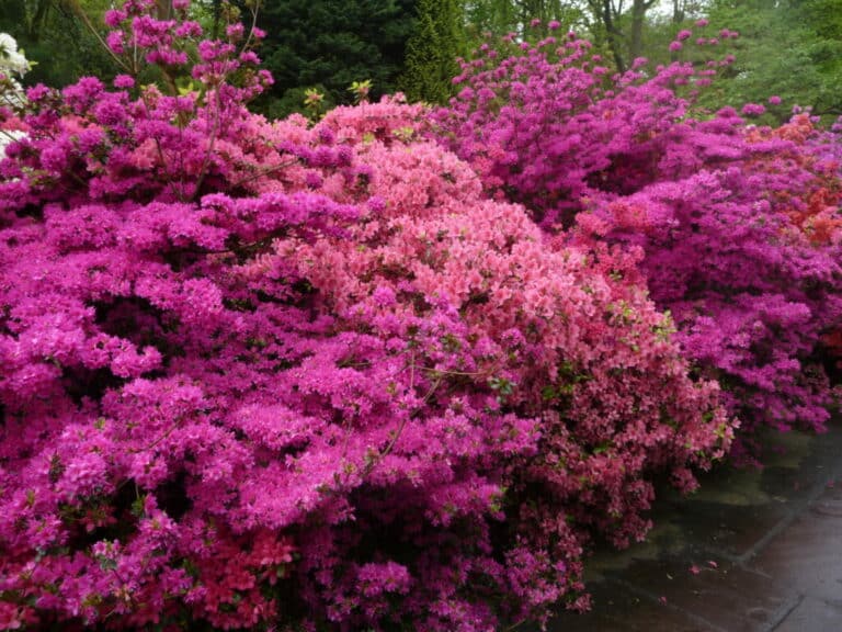 Astonishing Azaleas How to Grow a Signature Azalea Shrub