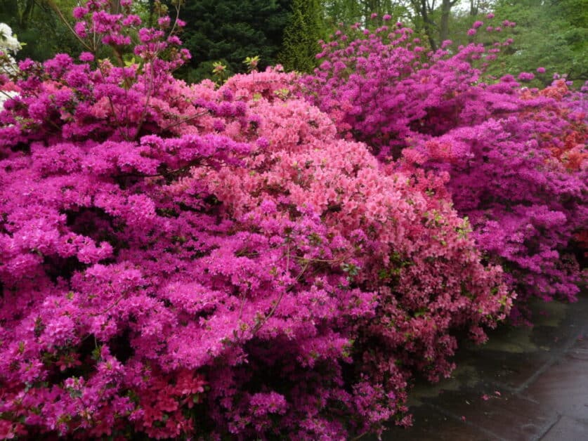 Astonishing Azaleas How to Grow a Signature Azalea Shrub