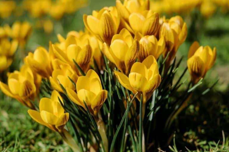 Beautiful Yellow Flowering Shrubs