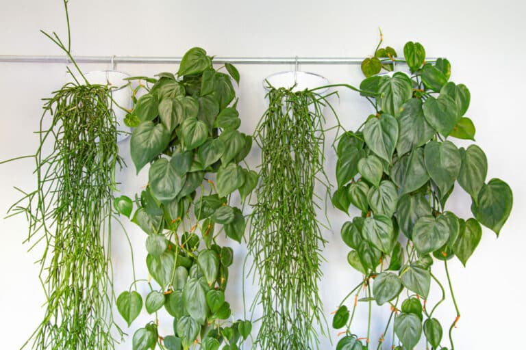 Best Hanging Plants For Shaded Porch
