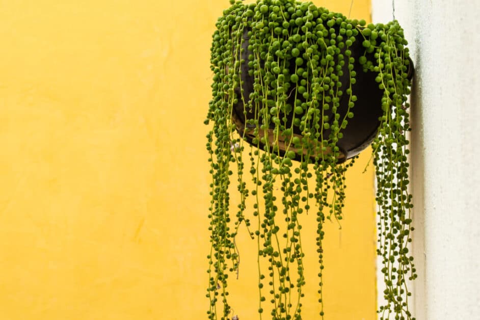 Best Indoor Climbing Plants