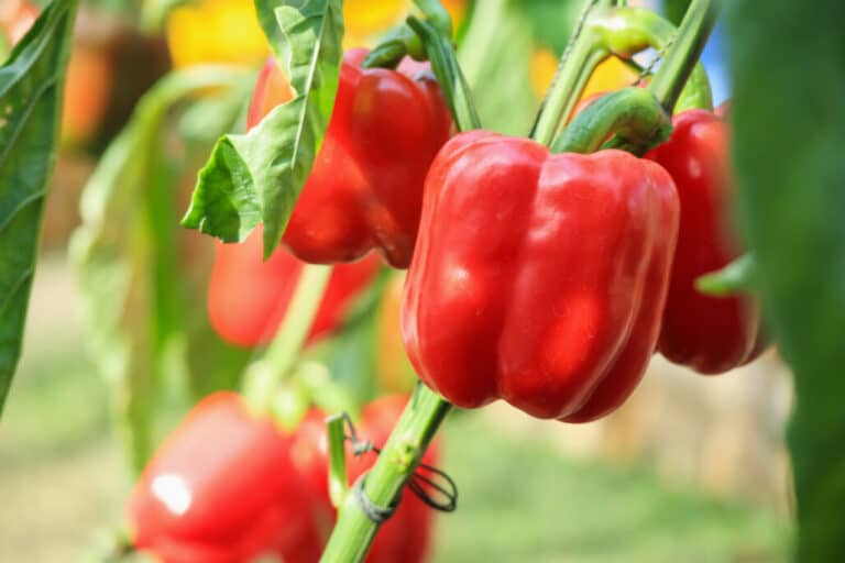Best Pepper Plants To Grow