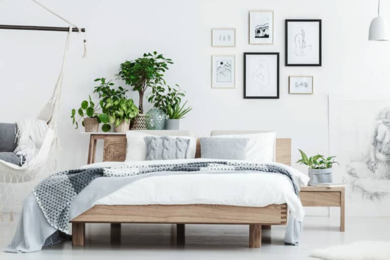 Best Plants For Bedroom Oxygen
