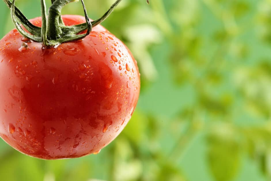 Best Producing Tomato Plants