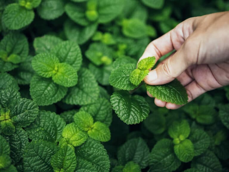Best Soil For Growing Herbs