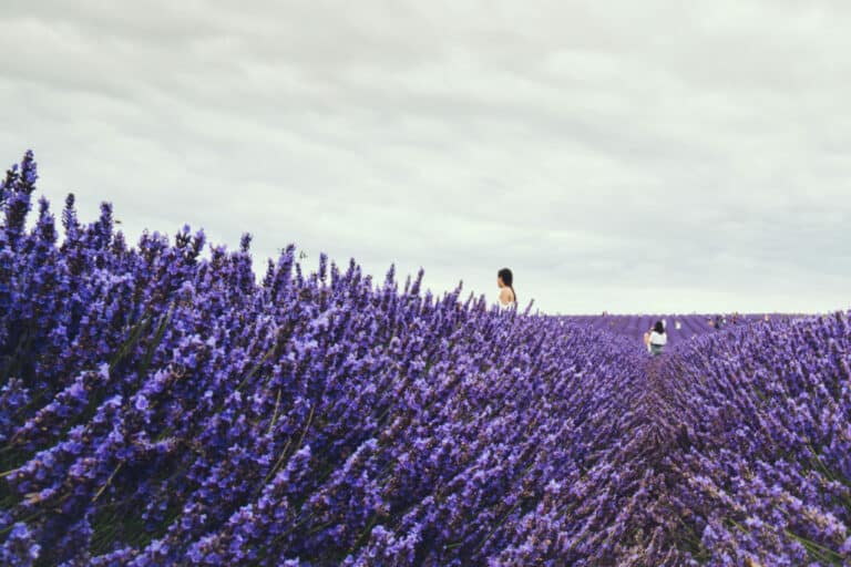 Best Soil For Lavender Plants