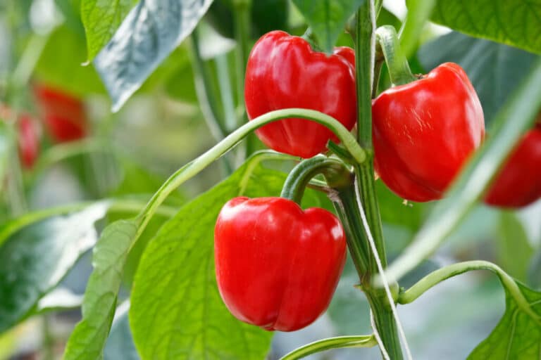 Best Soil for Pepper Plants - For Better Growth & Nutrients