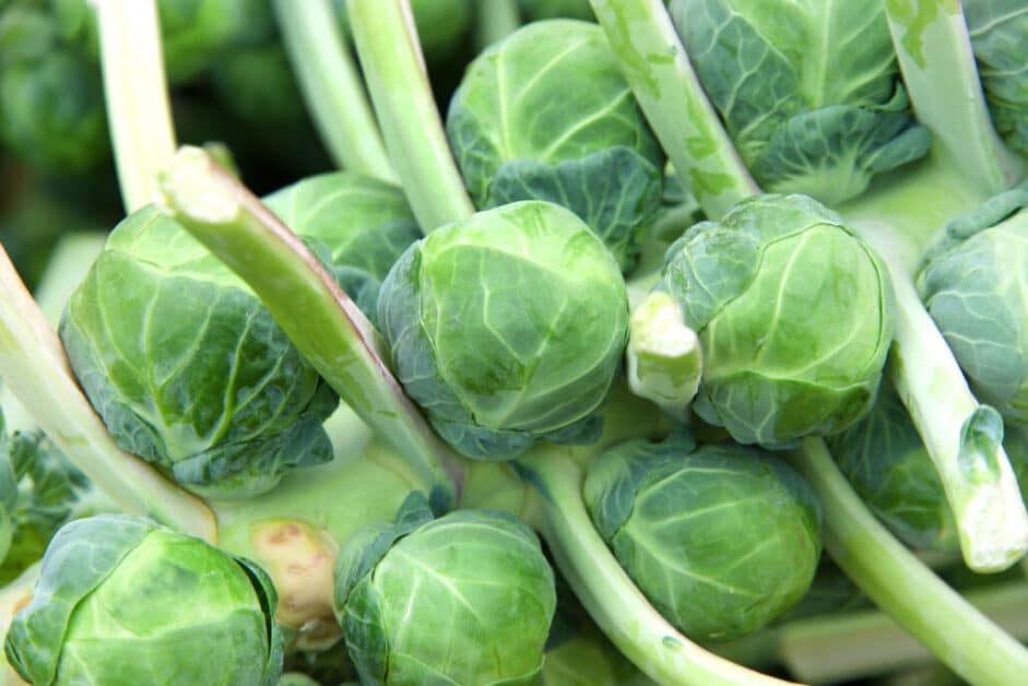 Brussel Sprout Plant 101 How to Plant & Easy Care Tips