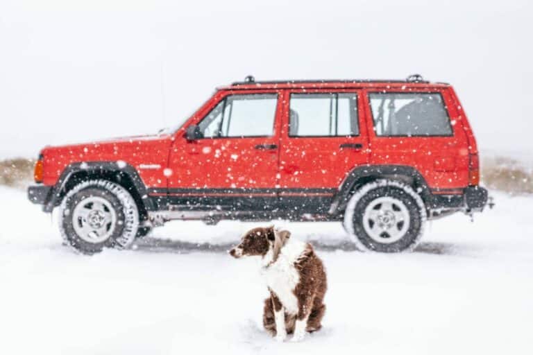 Can You Leave Dog In Car While Skiing