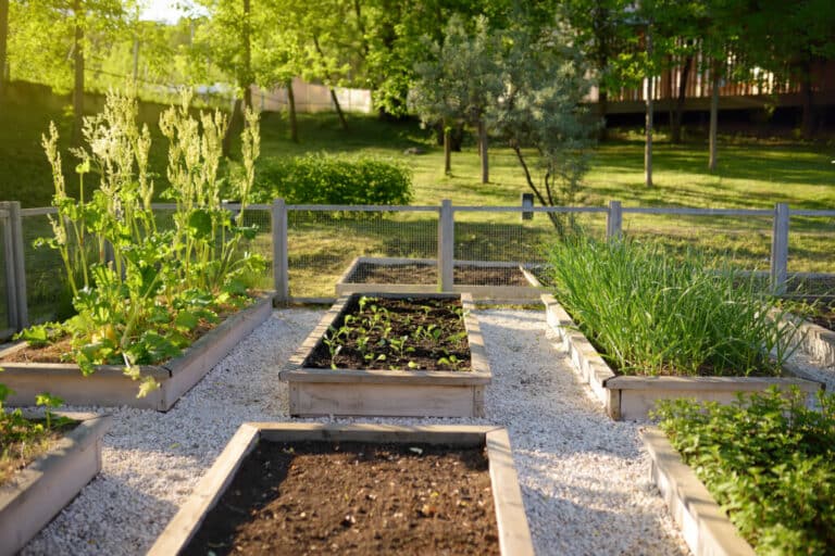 Raised Garden Beds