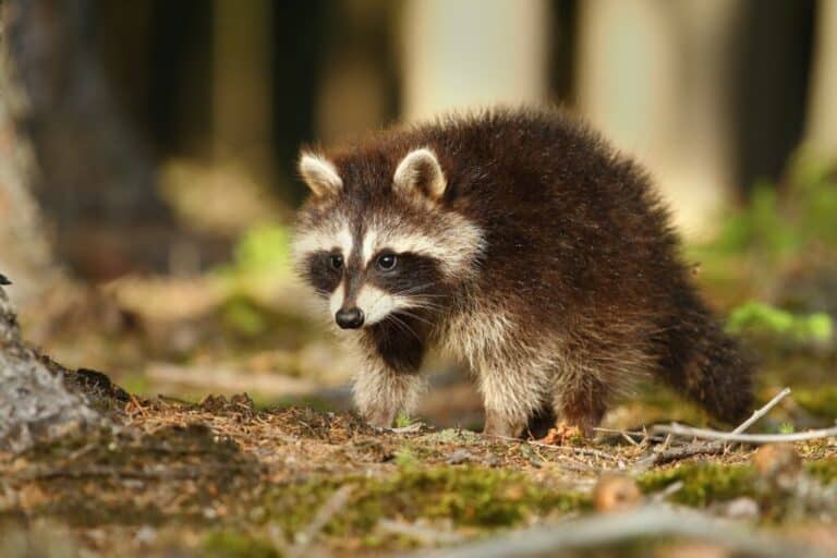 Can a Paintball Gun Kill a Raccoon?