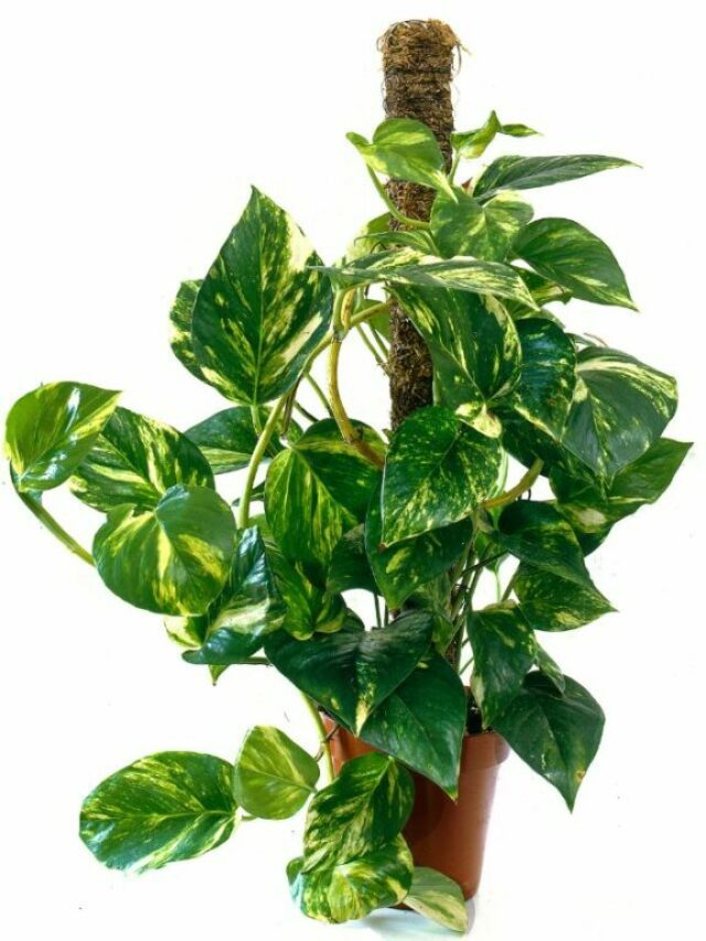 golden pothos