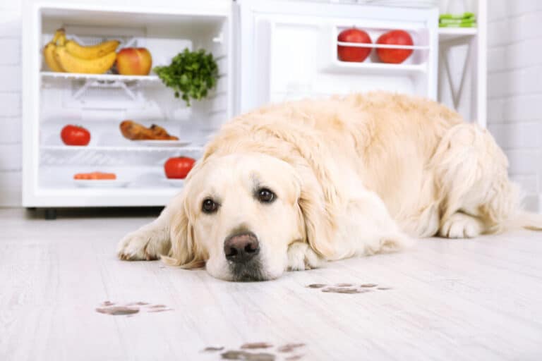 paint safe for dogs paws